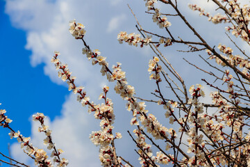 White blossom of apricot tree at spring