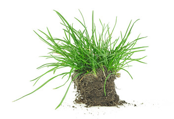 Young green grass with soil isolated on a white background. Green grass with dirt.