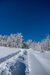 Fototapeta na wymiar Winter snow forest trail view. Snowy winter forest road