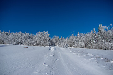 Winter snow forest trail view. Snowy winter forest road
