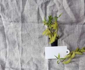 willow branch in a vase on a gray drapery
