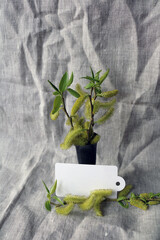 willow branch in a vase on a gray drapery
