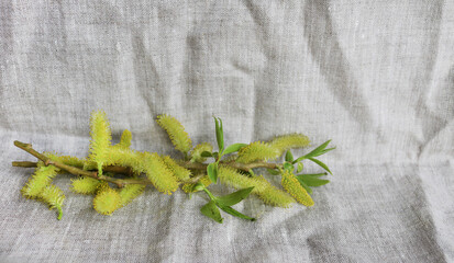 willow branch in a vase on a gray drapery
