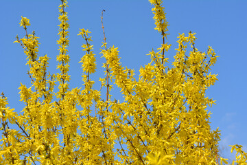 Forsythia blooms in nature.