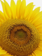 Nahaufnahme Sonnenblume