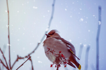 A beautiful bullfinch bird sits on a branch. Close-up