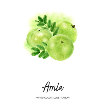 Amla Gooseberry Watercolor Illustration Isolated On Splash Background