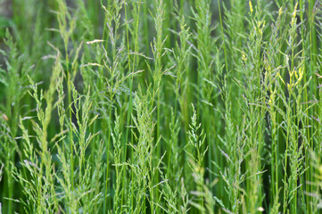 Fototapeta premium Poa grows in the meadow among wild grasses.