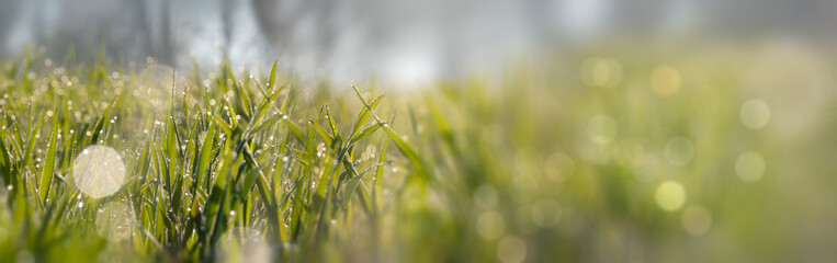 bannière avec fond végétale de type herbe