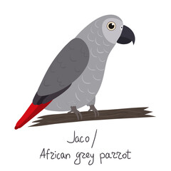 African grey parrot in cartoon style on white background. Vector hand drawn illustration. Psittacus erithacus.