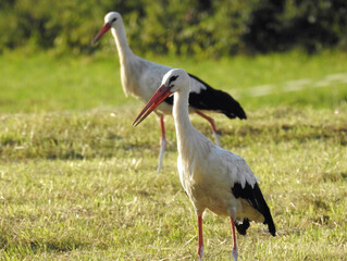 White stork in the grass