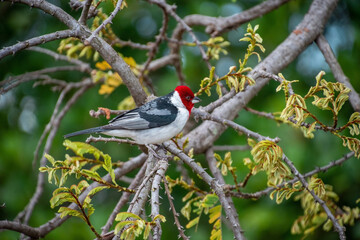 cardinal on a branch