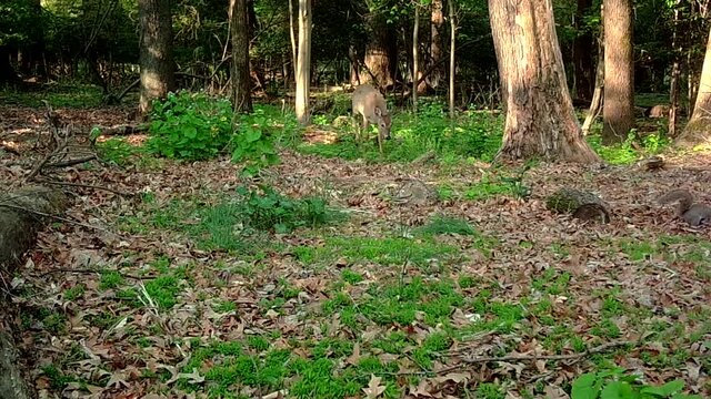 wild whitetail deer and grey squirrel
