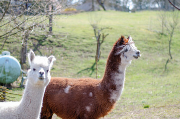 Alpakas auf der Weide im Frühling