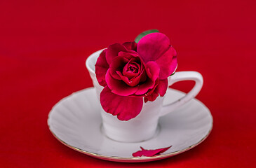 Una rosa roja en una taza de color blanco sobre fondo rojo