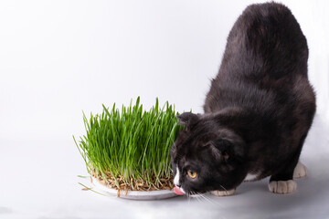 A funny black cat with white paws is interested in fresh green grass.