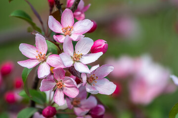 Fresh pink flowers of a blossoming apple tree with blured background