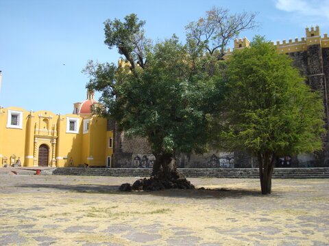 &Aacute;rboles enormes en explanada de iglesia