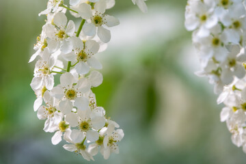 White flowers blooming bird cherry. Close-up of a Flowering Prunus padus Tree with White Little Blossoms