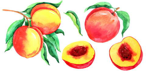 Peaches branches watercolor set. Healthy, fresh, organic, vegetarian food. Summer party decor, menu design, local food farms market