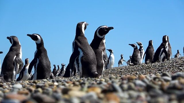 Patagonia - Ping&uuml;ino Magall&aacute;nico - Ping&uuml;ino - Santa Cruz 