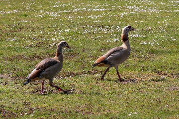 Nilgänse auf einer Wiese