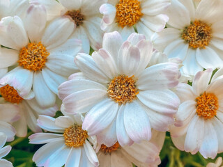 Natural background for your projects from flowers of white chamomile.  Natural beauty concept..