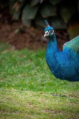 peacock with big feathers in a park. peacock in zoo, colorful peacock