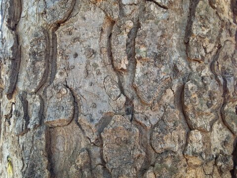 The bark of Marula tree (Sclerocarya birrea) commonly known as Morula in Botswana. The tree is indigenous to Botswana.