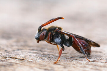 Closeup of afemale of the rare , red cleptoparasite bee Nomada femoralis, the cuckoo bee on the...