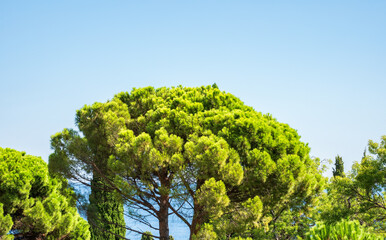 Green pine tree with long needles on a background of blue sky. Freshness, nature, concept.
