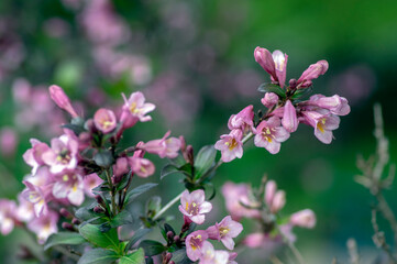 Obraz premium Weigela florida tango cultivated small flowering shrub, purple pink small flowers in bloom on branches