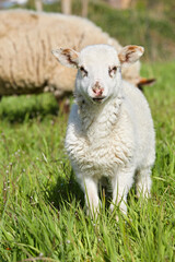 Naklejka na ściany i meble agneaux folâtrant dans un pré en Belgique au printemps 