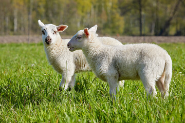 Naklejka na ściany i meble agneaux folâtrant dans un pré en Belgique au printemps 