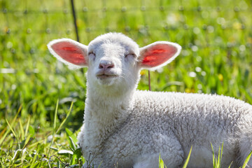 Obraz premium agneaux folâtrant dans un pré en Belgique au printemps 