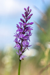 Dactylorhiza fuchsii common spotted orchid flowers in bloom, beautiful purple white wild flowering plants on highlands meadow