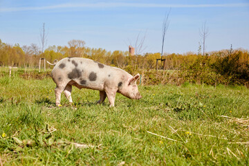 Elevage de porc en plein air au printemps dans une ferme biologique 