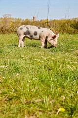 Fototapeta premium Elevage de porc en plein air au printemps dans une ferme biologique 
