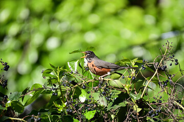 American Robin - Turdus migratorius