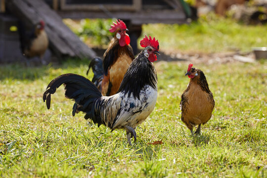 deux coqs et une poule rousse libres sur l'herbe d'une petite ferme avec poulailler  