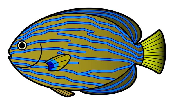 キンチャクダイ Images Browse 60 Stock Photos Vectors And Video Adobe Stock キンチャクダイ Images Browse 60 Stock Photos Vectors And Video Adobe Stock