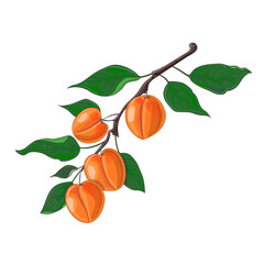 Branch with apricots. Vector hand drawing apricots. Illustration isolated on white background.