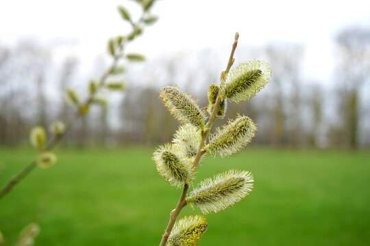 Weidenk&auml;tzchen einer Weide im Fr&uuml;hling,, Palmweide, Salweide