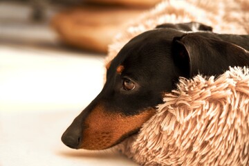 Close up image of black brown miniature dachshund napping in dog bed at home.
