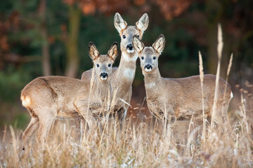 Family of roe deer standing on dry field in autumn