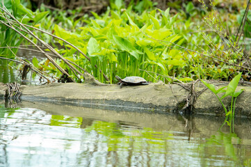 turtles in the pond