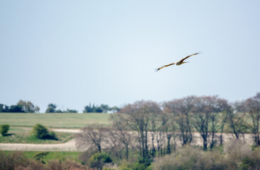 red kite soaring with outstretched wings in a beautiful blue spring sky