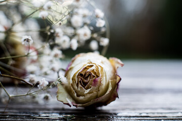 Verwelkte Rose Blume Plant