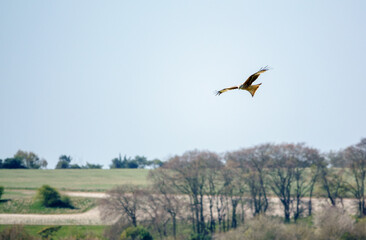 red kite soaring with outstretched wings in a beautiful blue spring sky