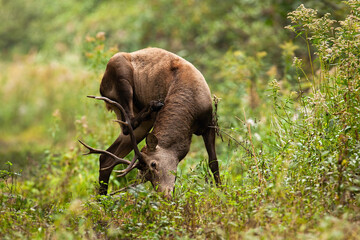 Red deer scratching neck in forest in autumn nature